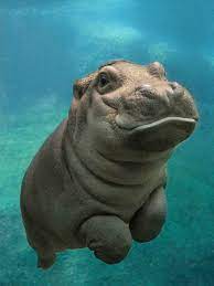 San Diego Zoo S Baby Hippo 1536x2048 Cute Animals Baby Hippo Funny Animals