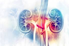 Peptidase, mengubah protein menjadi asam amino c. Sistem Organ Tubuh Manusia Dan Fungsinya Masing Masing Adalah Top