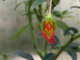 Image result for Impatiens keilii