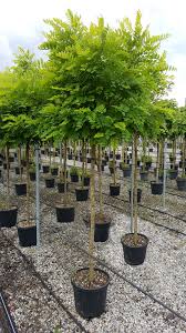 Image result for Robinia