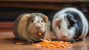 A pet scan stands for positron emission tomography, according to medicalnewstoday. What Are The Best Small Pets For Kids Sitters