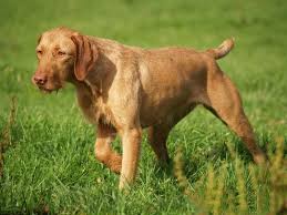 However, italian spinone are also a pointing breed (hpr) and have the french griffons in their ancestry (although spins are a very old breed) ans they do retain the griffon 'look' in many ways a very similar looking dog to the griffon and also a pointer is the cesky fousek and i know there are some in nz!! Wirehaired Vizsla Wikipedia