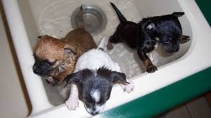Gabe fullerton, 27, gave rolo his first soak after noticing he was manky when they. How To Bathe A Puppy For The First Time Safe And With No Trauma Barking Royalty