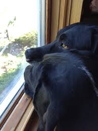 Almost every dog owner will have to deal with dog separation anxiety at some point in their pup's life. Solving Separation Anxiety In Dogs