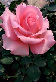Amor Amor In 2020 Beautiful Rose Flowers Hybrid Tea Roses Rose Flower