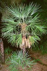 Image result for Triraphis schinzii