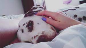 Obliga a su esposa a tener relaciones sexuales con tres perros en una  extraña fiesta sexual