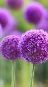 2000 Full Hd Wallpapers For Mobile Full Screen 2018 Flower Iphone Wallpaper Wallpaper Nature Flowers Purple Flowers Wallpaper Download and share awesome cool background hd mobile phone wallpapers. 2000 full hd wallpapers for mobile full