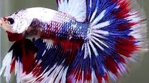 Betta or siamese fighting fish is considered as one of the most colourful and vibrant freshwater fish. Betta Fish Tail Types Betta Fish Care