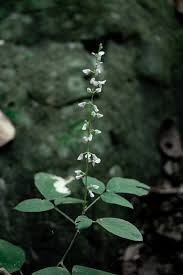 Image result for Bouffordia