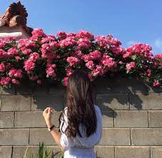 صوره ورده حمراء , اجمل باقات زهور للماسنجر. Ø¨Ù†Øª Ù…Ø§Ø³ÙƒÙ‡ ÙˆØ±Ø¯