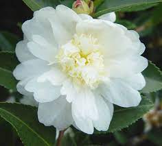Pin On Camelia