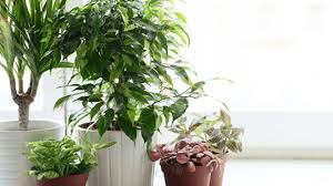 7 Robuste Zimmerpflanzen Die Wenig Pflege Brauchen