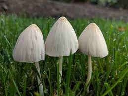 Image result for Conocybe lactea
