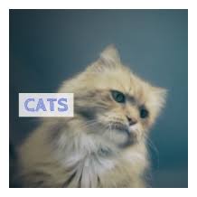 Finding a lost cat on your doorstep can be a jarring experience. Solano County Lost Pets
