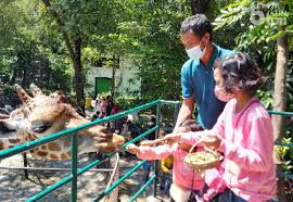 Salah satu tempat wisata favorit di kota bandung itu kembali tutup sementara waktu, ahad (23/5). Feeding Jerapah Favorit Baru Pengunjung Kebun Binatang Surabaya Beritajatim Com