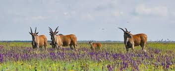 All structured data from the file and property namespaces is available under the creative commons cc0 license; Unikalnyj Prirodnyj Zapovednik Askaniya Nova V Hersonskoj Oblasti