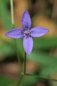 Image result for Oldenlandia affinis