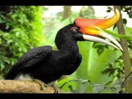 Burung kenari memang merupakan suatu spesies burung yang berasal dari luar negeri, bisa dikatakan burung. Rhinoceros Hornbill Burung Enggang Kalimantan Rangkong Badak Hd Youtube