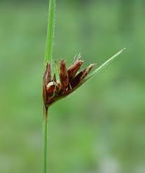 Image result for Scleria racemosa