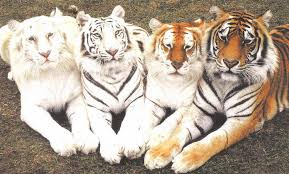 Black And White Baby Tiger Pictures So Precious An Albino Tiger Black And White Golden And Bengal Animals Beautiful Animals Cute Animals