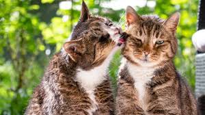 ‪Multi-cat Households | Useful Tips & Common Issues | Medivet‬‏