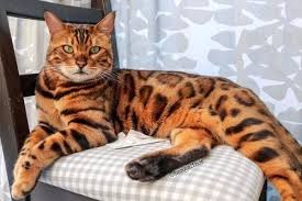 Check spelling or type a new query. 11 Jenis Kucing Yang Mirip Harimau Macan Tutul Dan Hewan Liar Gerava Com