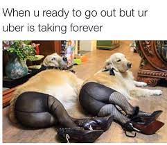 101 Funny Dog Memes Almost Guaranteed To Make You Laugh All Day Funny Dog Memes Funny Animal Pictures Funny Dogs