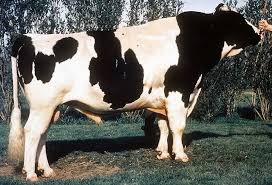 Cows Worldwide To Mourn Superstud Jocko The Bull Cow Show Cows Bull