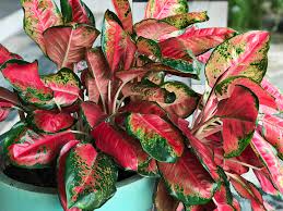 Tumbuhan yang memiliki nama latin narcissus ini juga termasuk tanaman yang mempunyai bunga yang cantik. Mengenal Tanaman Aglaonema Dan Jenisnya Cantik Tapi Beracun Rumah123 Com