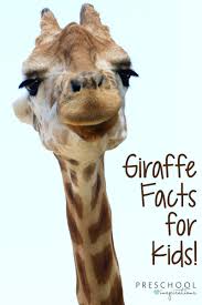 Giraffes use their tongues to reach in and out of branches to pluck the most succulent buds from trees. Giraffe Facts For Kids Preschool Inspirations