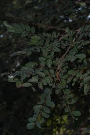 Image result for Dalbergia nitidula