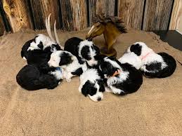 Since both parents are each 1/2 oes and 1/2 mini poodle some of their puppies can take on more oes genes/traits and others more poodle. Triple H Mini Sheepadoodles Home Facebook
