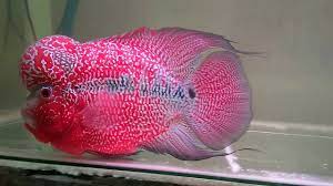 Berikut ini beberapa ikan louhan cencu terbaik yang menurut penulis. Keindahan Ikan Louhan Cencu Merah The Magnificence Of Red Cencu Louhan Fish Youtube