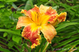 2 trim the leaves down to 8 inches (20 cm) to 12 inches (30 cm) tall. Care And Feeding Of Daylilies Red Dirt Ramblings