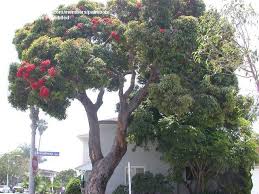 Red flowering trees in california. Plantfiles Pictures Corymbia Species Red Flowering Gum Scarlet Flowering Gum Tree Corymbia Ficifolia By Palmbob