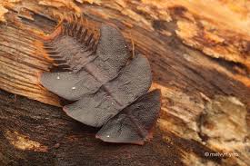 Image result for Tridactyle virgula