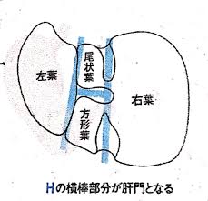 肝臓の解剖と機能について