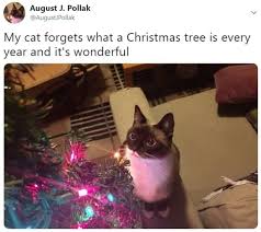 Check spelling or type a new query. These Holiday Cat Memes Will Get You In The Christmas Spirit Cole Marmalade