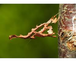 Image result for Heteromorpha stenophylla