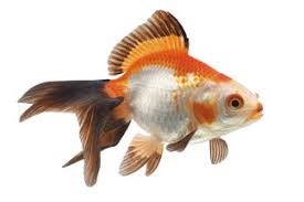 Check spelling or type a new query. Fish In Spanish English To Spanish Translation Spanishdict