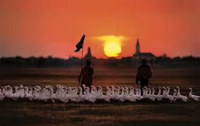 Check spelling or type a new query. Vojvodina Srbija Serbia Vojvodina Places To Visit