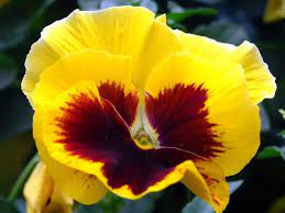 Http Www Florespedia Com Imagenes Pensamiento Amarillo Jpg Flores Increibles Pensamientos Flor Flores