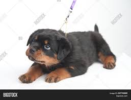 Even if you bred two dogs with long, flowing, locks you would be likely to get only one or two long haired puppies in the litter. Cute One Rottweiler Image Photo Free Trial Bigstock