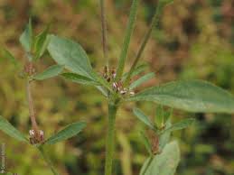 Image result for Bergia