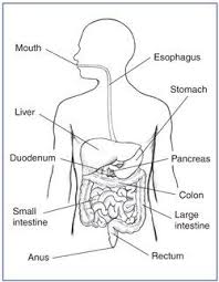 Drawing Of The Digestive System Illustrating The Esophagus Stomach Duodenum Pancreas Jeju Human Digestive System Digestive Disease Digestive System Diagram