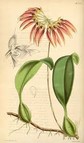 Image result for Bulbophyllum longiflorum