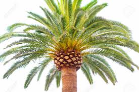 Phoenix Canariensis Canary Islands Date Palm Against White Stock Photo Picture And Royalty Free Image Image 134687891 By miriam jordanstaff reporter of the wall street journal. phoenix canariensis canary islands date palm against white