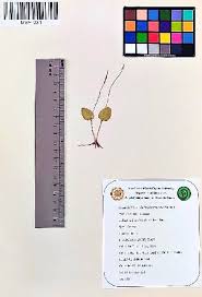 Image result for Ophioglossum gomezianum