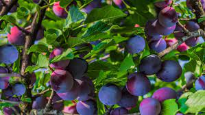 We did not find results for: 11 Dwarf Fruit Trees You Can Grow In Small Yards